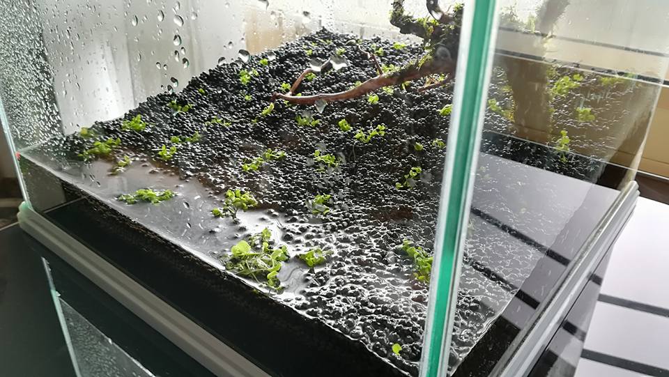 水草水槽 ニューラージパールグラスをミスト式で育てる 札幌 栗原の考え